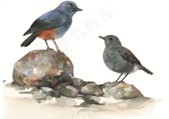 石头上的漂亮小鸟素材