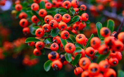 果园里的红色果子