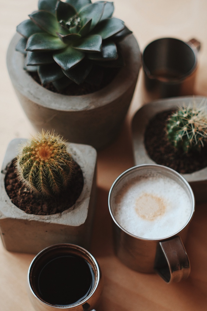 绿色仙人掌仙人球摄影素材