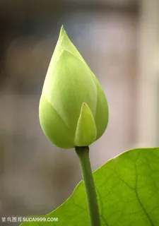 高清唯美菡萏特写摄影图片 高清唯美菡萏特写摄影图片