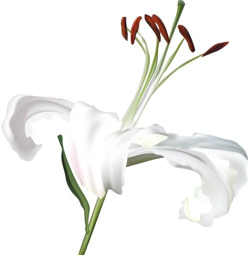 百合花免抠(9686x9886)