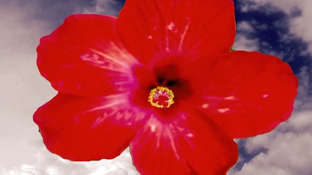 花, 天空, 云, 加工, 自然, 花瓣, 开花, 有色