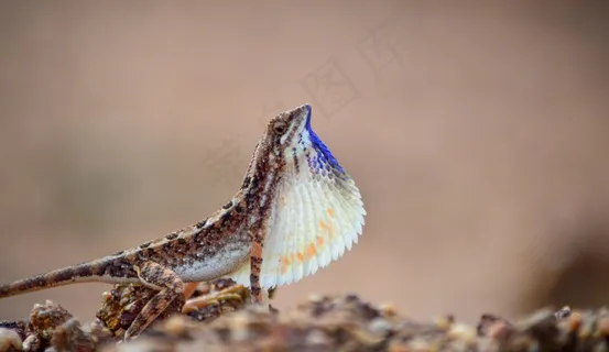 冷血爬虫蜥蜴图片 冷血爬虫蜥蜴图片