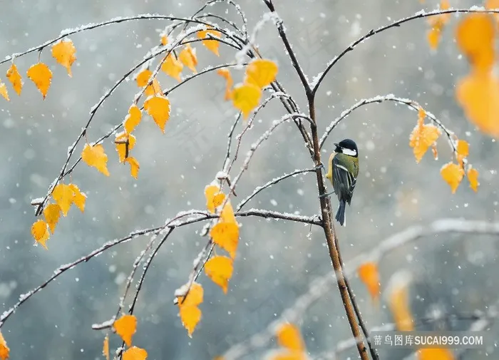 冬日树枝上的山雀图片
