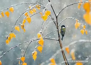 冬日树枝上的山雀图片