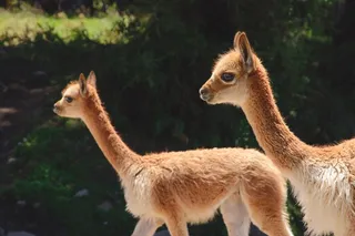 两只小羊驼图片