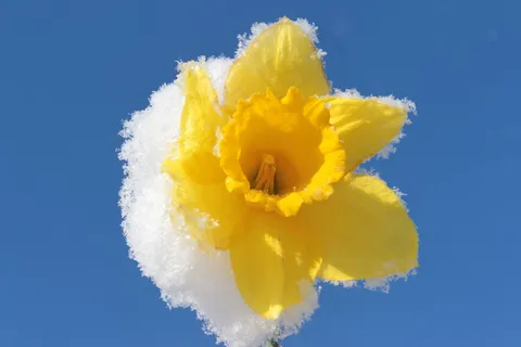白雪水仙花图片 白雪水仙花图片