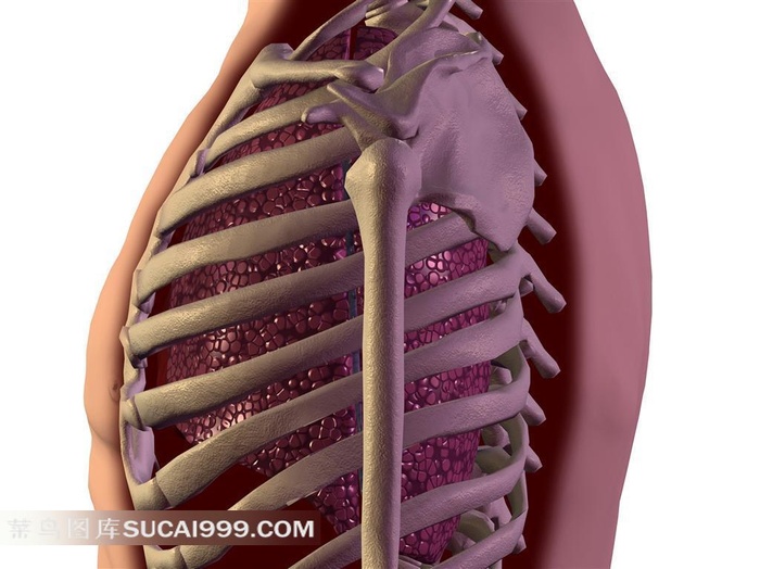人体骨骼高清素材