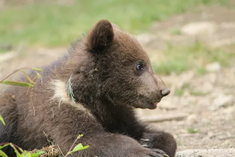 熊动物棕熊动物园野生动物狗熊