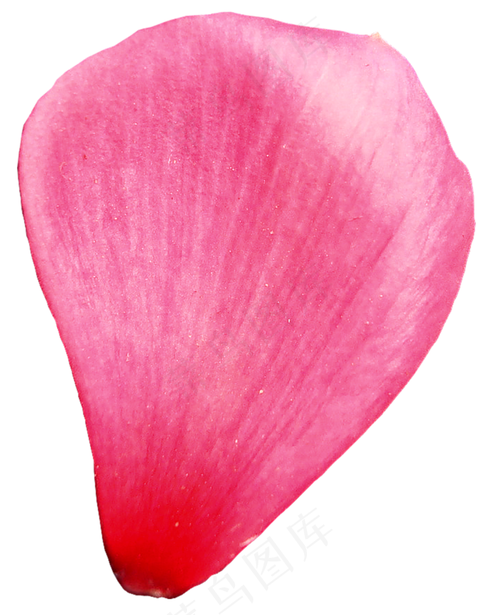 花瓣花朵免扣图片  