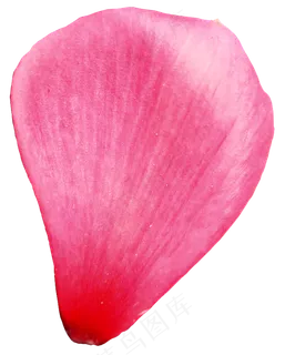 花瓣花朵免扣图片   花瓣花朵免扣图片
