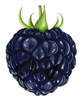 黑莓 PNG免抠(288x348)