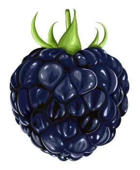 黑莓 PNG免抠(288x348)