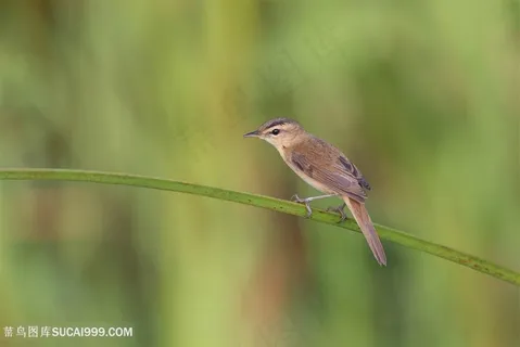 小小的黑眉苇莺鸟类图片