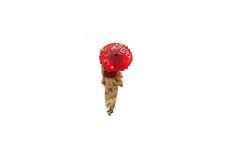 免扣和服女子背影