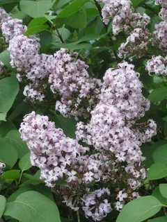 美丽的丁香花图片 美丽的丁香花图片