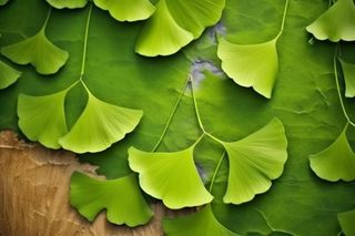 绿色银杏叶背景