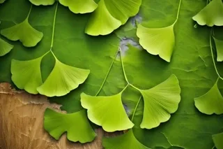 绿色银杏叶背景