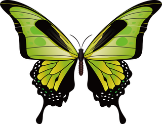 卡通动画动画蝴蝶免扣PNG手绘插画图片素材 (49)