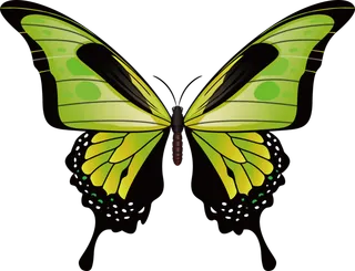 卡通动画动画蝴蝶免扣PNG手绘插画图片素材 (49)