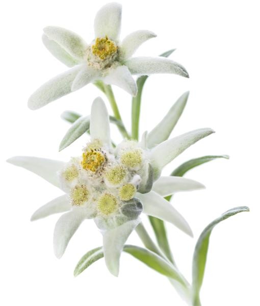 雪绒花 PNG免抠(510x600)