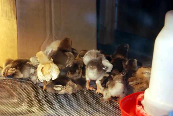 鸡母鸡走地鸡散养鸡鸡肉农村牧场