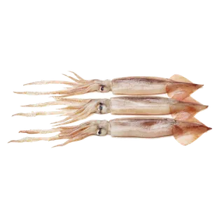 头足类(14)海鲜超市商品红酒白底图免抠实物摄影png格式图片透明底