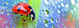 雨天雨水水珠上七星瓢虫动物爬行，彩色渐变摄影图