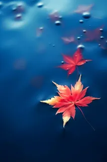 秋叶蓝色水面背景