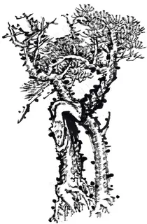 古木工笔国画美图素材