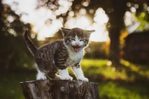 可爱猫猫图片 可爱猫猫图片