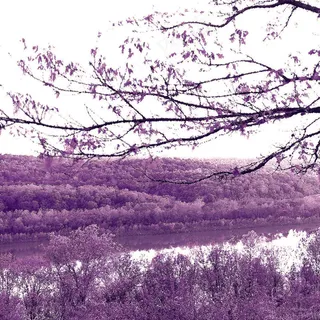 湖畔树木树枝风景画