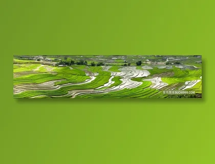 唯美大气稻田梯田田园风光