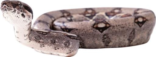 蛇PNG图片免费下载免抠