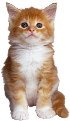 猫 PNG免抠(1867x3215)