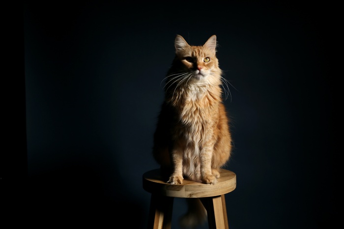 可爱猫咪猫猫摄影素材