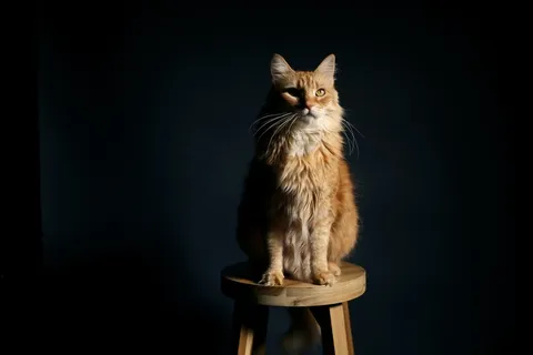 可爱猫咪猫猫摄影素材