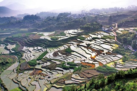 *, 安徽皖南, 大片农田, 秧苗泛