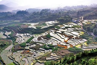 *, 安徽皖南, 大片农田, 秧苗泛