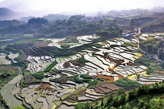 *, 安徽皖南, 大片农田, 秧苗泛