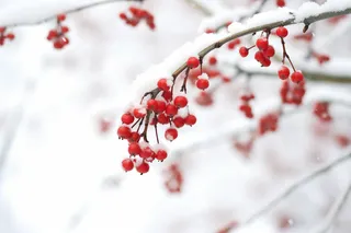 冬季红色果子的树枝上挂满了白雪雪景摄影图