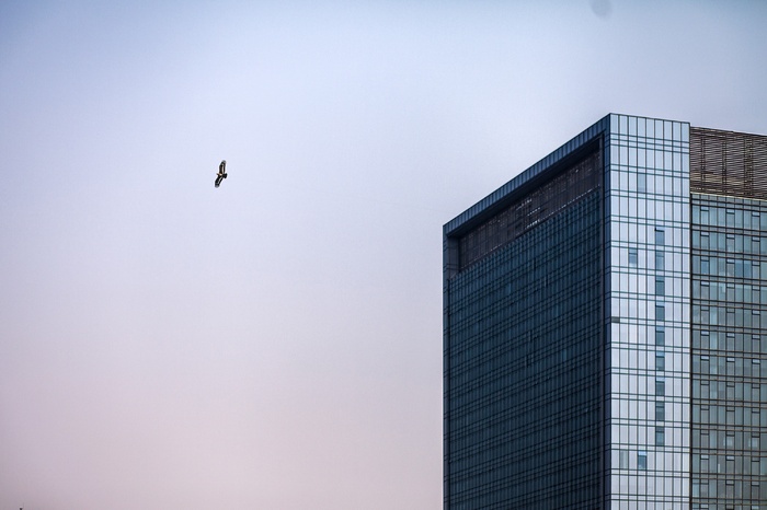 高楼旁边的雄鹰