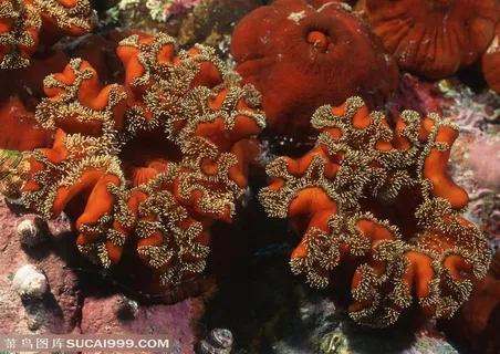 海底生物-海底世界里的像花朵一样的红色海洋生物