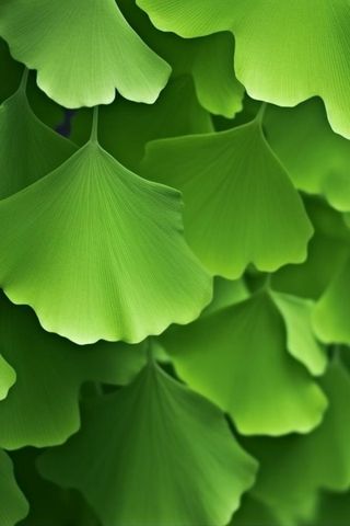 绿色银杏叶背景