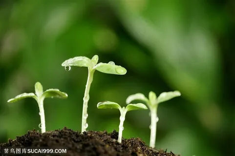 绿色低碳 雨后的绿苗