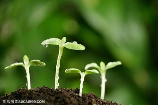 绿色低碳 雨后的绿苗