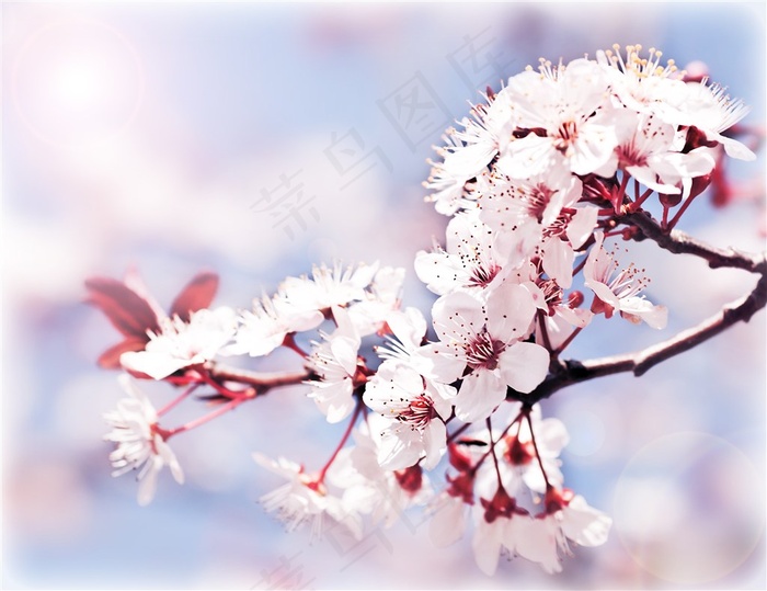 唯美的粉色樱花景色高清图片