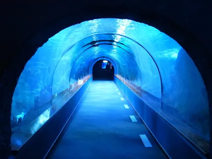 观赏鲨鱼图片 观赏鲨鱼图片