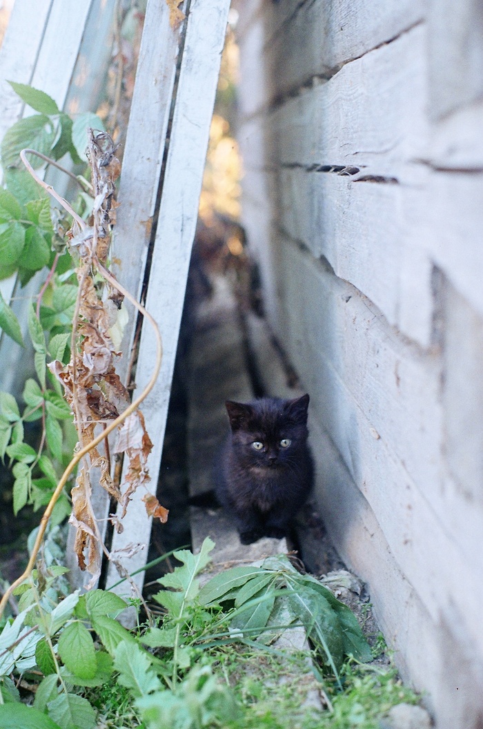 可爱猫咪猫猫摄影素材