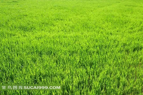绿草高清图片 绿草高清图片